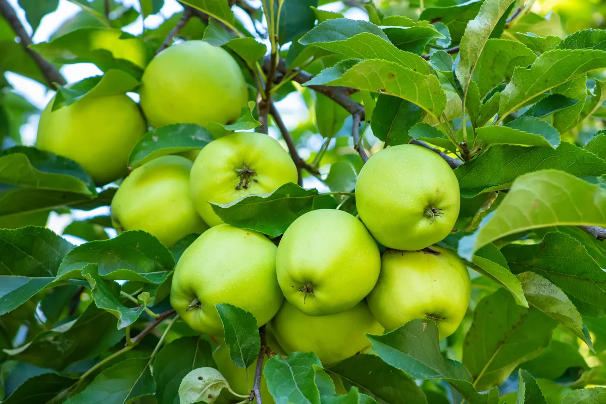 Apple tree branch with green apples on a blurred background during ripening.